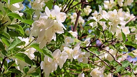 Garden plant jasmine Stock Footage 167150329