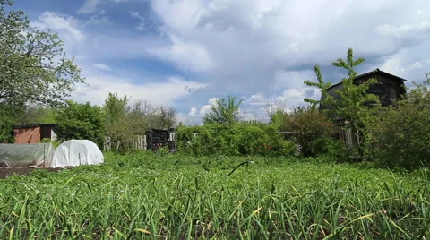 The garden planted with the vegetables Stock Footage 63065094
