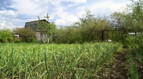 The garden planted with the vegetables Stock Footage 63066350