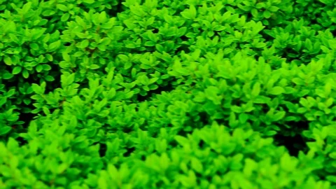 Garden plants background Stock Footage 113679763