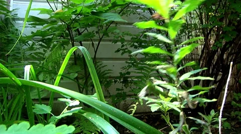 Garden plants Stock Footage 8686508