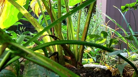 Garden plants Stock Footage 8686558