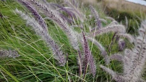 Garden Plants Video stock 325174203