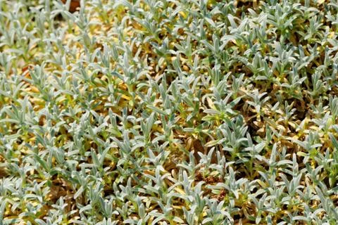 Garden plants Stock Photos