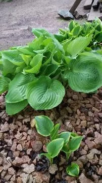 Garden Plants Stock Photos