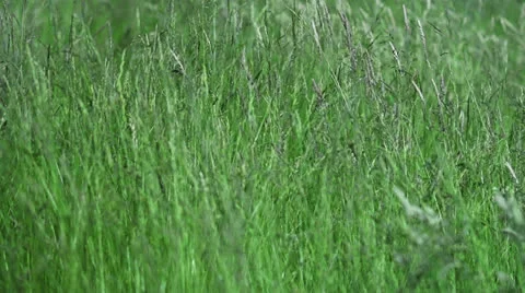 Garden Plants Slomotion Highspeed Stock Footage 24808377