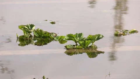 Garden plot after heavy rain with heavy flooding on paths of flower beds Stock Footage 282197796
