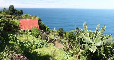 A garden plot in Arco de Sao Jorge, on Madeira. Vídeos de archivo 239489936