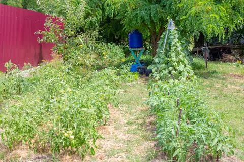 Garden plot with beds of tomatoes and cucumbers on a summer day. Growing ve.. Photos