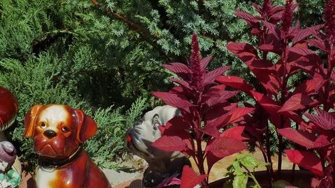Garden plot with decorative dogs and Red amaranth Stock Footage 113760306