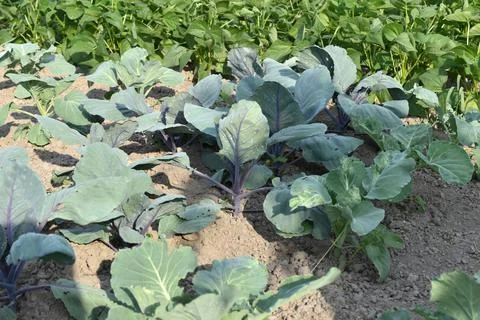 Garden plot with green shoots of cabbage. Foto stock