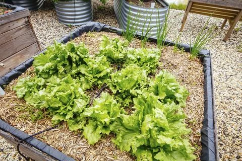A garden plot of lettuce on a sunny day near Daylesford in Victoria, Australia, 스톡 사진