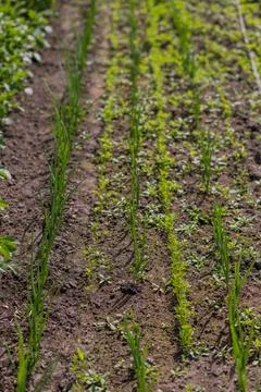Garden plot Stock Photos