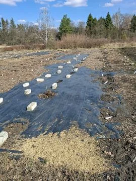 Garden plot prepared for planting with black mulch and white bricks under b.. 스톡 사진