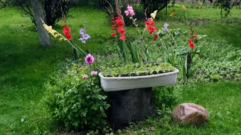 Garden plot in the rain Stock Footage 315511249