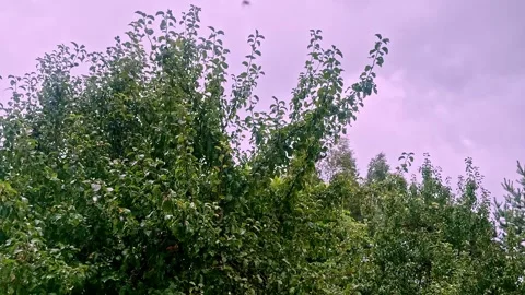 Garden plot in the rain Stock Footage 315511251