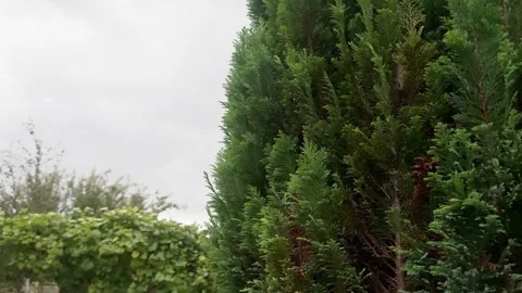 Garden plot in the rain Stock Footage 315511255