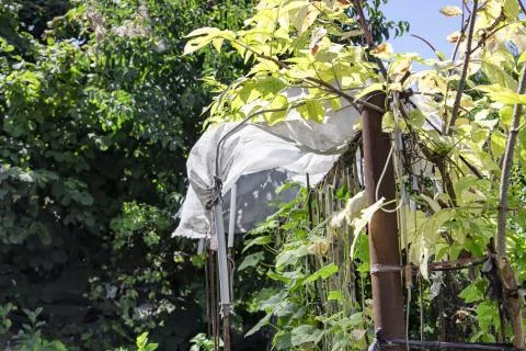 Garden plot in the Russian countryside with trees and vegetables 스톡 사진