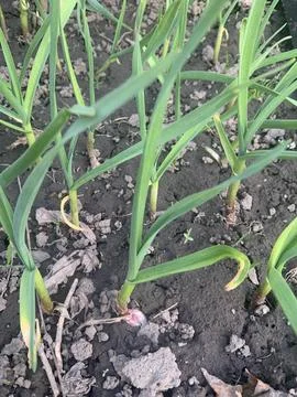 A garden plot shows thriving garlic plants with green stalks and curled tops. Stock Photos