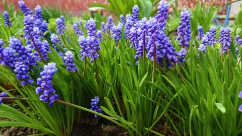 A garden plot in which flowers of Muskari are grown Video stock 153954699