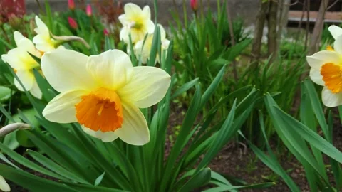 A garden plot in which flowers of narcissus are grown Vídeos de archivo 154105535