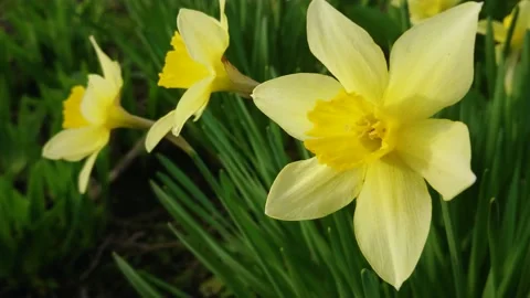 A garden plot in which flowers of narcissus are grown Stock Footage 193095382