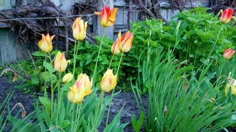 A garden plot in which flowers of tulips are grown Stock Footage 164535073