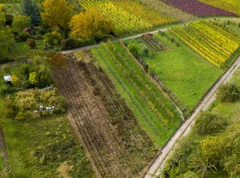 Garden plots with vegetables fields and vineyards Stock Photos