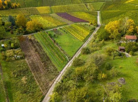Garden plots with vegetables fields and vineyards Stock Photos