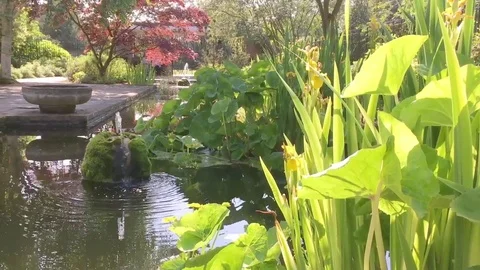 Garden pond Stock-Footage 72373927
