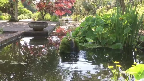 Garden pond Stock-Footage 72373991