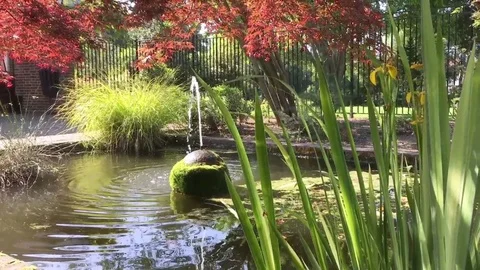 Garden pond Stock-Footage 72374012