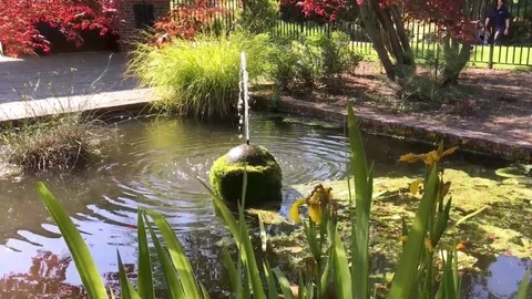 Garden pond Stock Footage 72374013