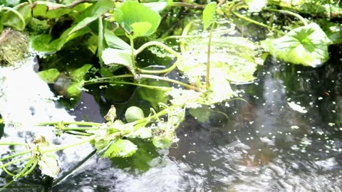 Garden Pond 스톡 동영상 132206081