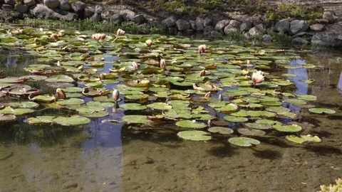 Garden with a pond Stock Footage 191288937