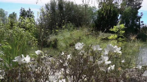 Garden with a pond Stock Footage 191288988