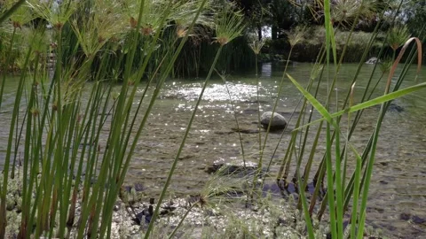 Garden with a pond Stock Footage 191289059