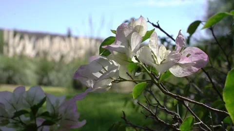Garden with a pond 스톡 동영상 191289060