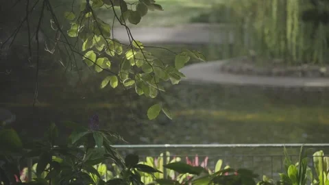 Garden Pond Framed by Willow Branches and Red Flowers Stock Footage 345011113
