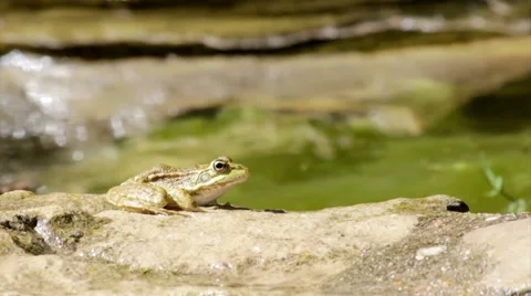 Garden Pond Frog Jump E Stock-Footage 41608477