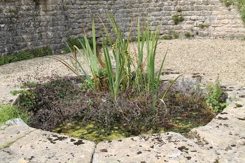 Garden Pond. Fotos de archivo