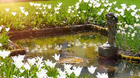 Garden Pond in Spring, Landscape Backyard Water Fountain Beautiful Landscape Stock Footage 100005702