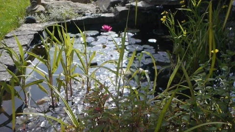 Garden pond with various plants, camera moves right to left Stock Footage 86739481