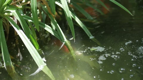 Garden Pool Stock Footage 65370967