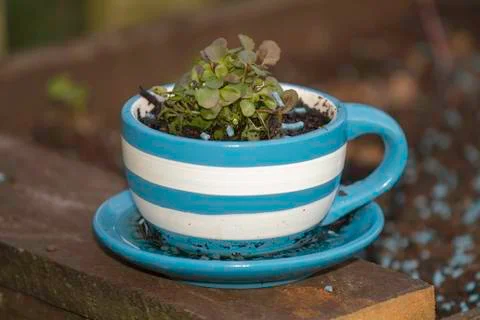 Garden pot 스톡 사진