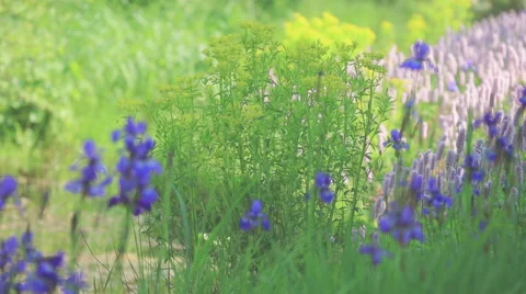 Garden of the pressionists Stock Footage 63660114