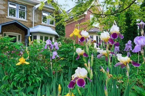 Garden with profuse multi-colored irises Stock Photos