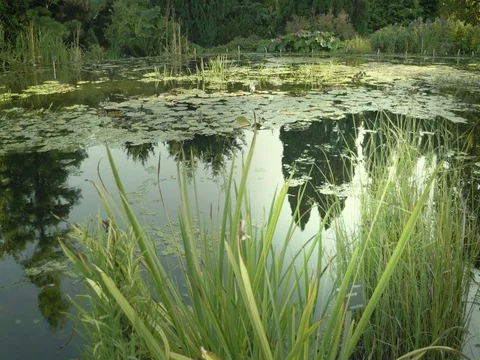 Garden project at bathing pond. Natural garden swimming pond. Stock Footage 80863013