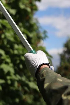 Garden pruner (long-handled pruner), in the hands of a gardener close-up Photos