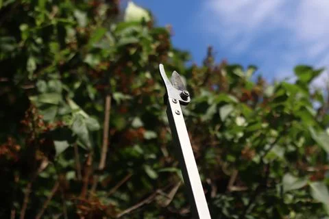 Garden pruner (pruner on a long pole), designed for pruning high branches Photos